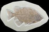 Beautiful, Phareodus Fish Fossil - Scarce Species #50990-1